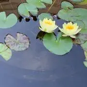 ふふ｜即購入歓迎の画像