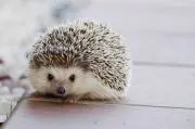 ラッキー　岐阜の画像