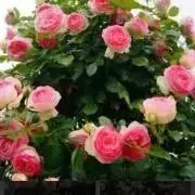 薔薇好き♡
