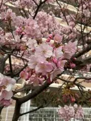 ねね※購入前にコメントお願いいたしますの画像