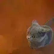 soraの画像