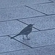やじろべえの画像