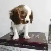 ごんの画像
