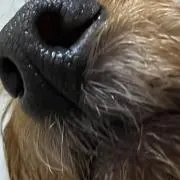 ハマーンの画像