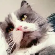 ちびび☆ミの画像