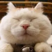 かりりんの画像