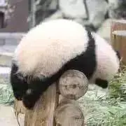 ぱんの画像