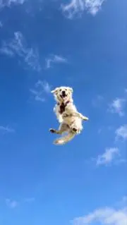 ぴかの画像
