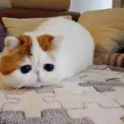 みき松の画像