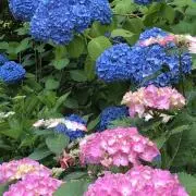 わかば（プロフィールご覧ください）の画像