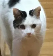 りんごの画像