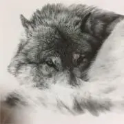 kaz