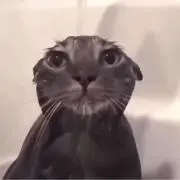 たなかの画像