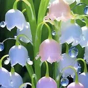 りらの画像