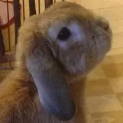 ホッピーの画像