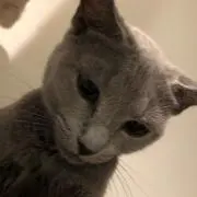 ちくわぶ