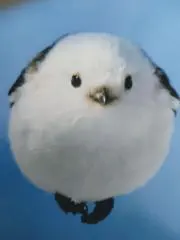 カピバラの画像