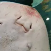 みん