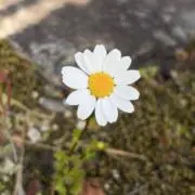 つくねの画像