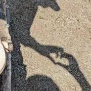 ねこ