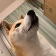 ひぐ
