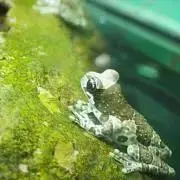 鬼灯の画像