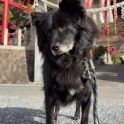 ポンコツユーザー