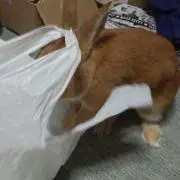 そろそろ出品