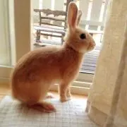 かみっち