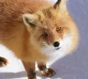 makiの画像