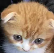 にゃんこ先生リサイクルショップの画像