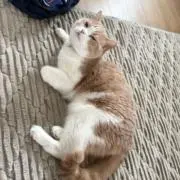 きのー