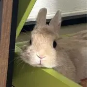 りんはな