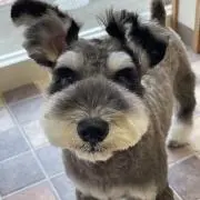 つなよし