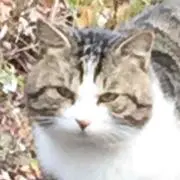 はち