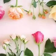 あこの画像