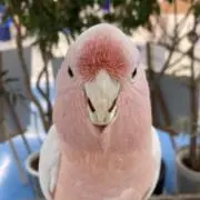 ホンカンの画像