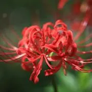 茶々～の画像