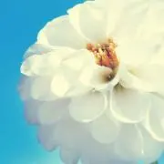 nの画像