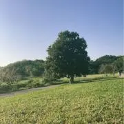 Aiiの画像