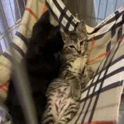 はるきの画像