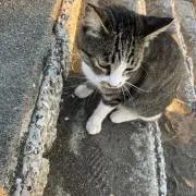 おしおの画像