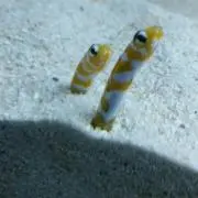 あなごの画像