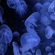 みし