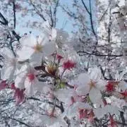 maaの画像