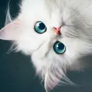 キルア