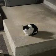 こはくの画像