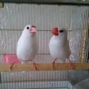 しろちゃんの画像