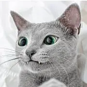 ねこさん