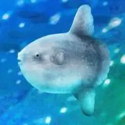 ムラマサ